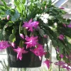 Purple Christmas Cactus Live Plant - Schlumbergera truncata - 3" Pot Indoor - Image 1