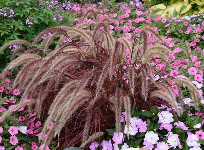 Purple Fountain Grass Live Plant - 5-8" Tall - Pennisetum setaceum - Outdoor Ornamental Grass - Image 2