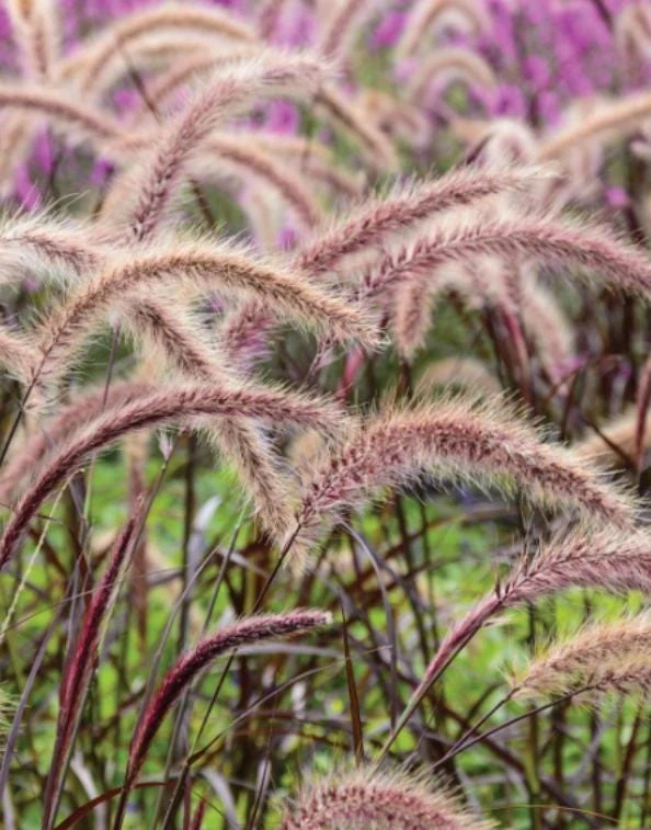 Purple Fountain Grass Live Plant - 5-8" Tall - Pennisetum setaceum - Outdoor Ornamental Grass - Image 3