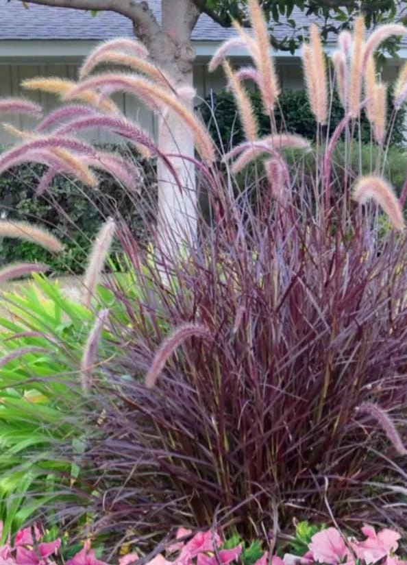 Purple Fountain Grass Live Plant - 5-8" Tall - Pennisetum setaceum - Outdoor Ornamental Grass - Image 4