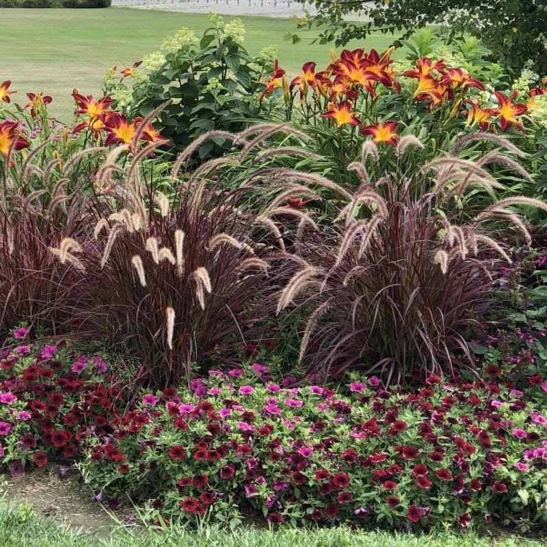 Purple Fountain Grass Live Plant - 5-8" Tall - Pennisetum setaceum - Outdoor Ornamental Grass - Image 5