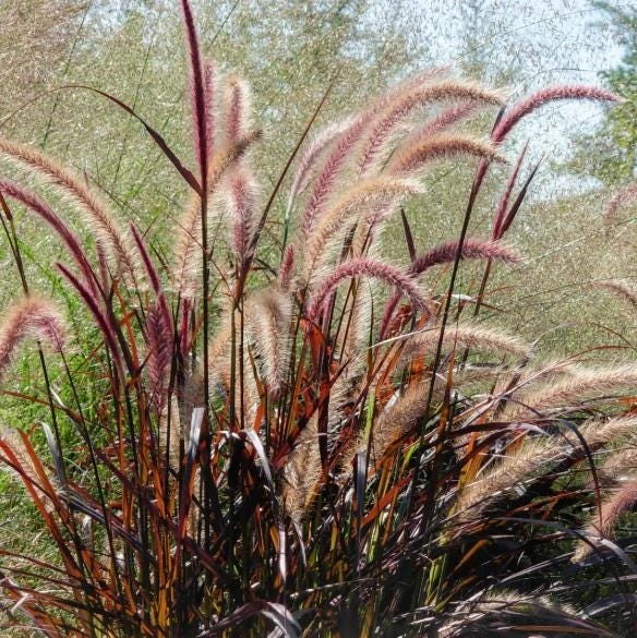 Purple Fountain Grass Live Plant - 5-8" Tall - Pennisetum setaceum - Outdoor Ornamental Grass - Image 6