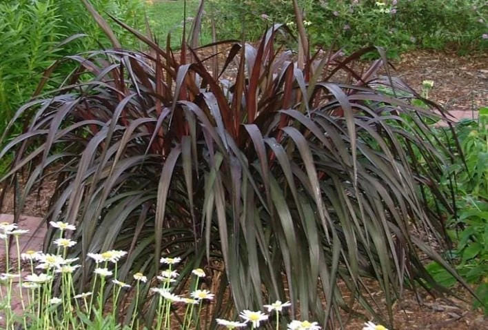 Purple Fountain Grass Live Plant - 5-8" Tall - Pennisetum setaceum - Outdoor Ornamental Grass - Image 7