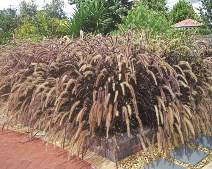 Purple Fountain Grass Live Plant - 5-8" Tall - Pennisetum setaceum - Outdoor Ornamental Grass - Image 8