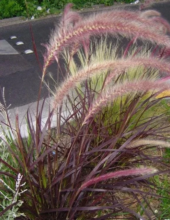 Purple Fountain Grass Live Plant - 5-8" Tall - Pennisetum setaceum - Outdoor Ornamental Grass - Image 9