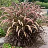 Purple Fountain Grass Live Plant - 5-8" Tall - Pennisetum setaceum - Outdoor Ornamental Grass - Image 1