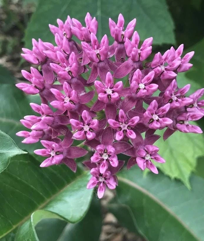 Purple Milkweed Live Plant - 3-8" Tall Asclepias purpurascens - Native Perennial for Monarch Butterflies, Outdoor - Image 2