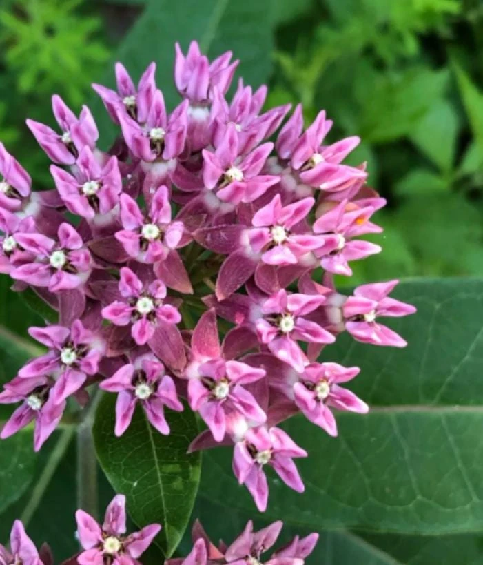 Purple Milkweed Live Plant - 3-8" Tall Asclepias purpurascens - Native Perennial for Monarch Butterflies, Outdoor - Image 3