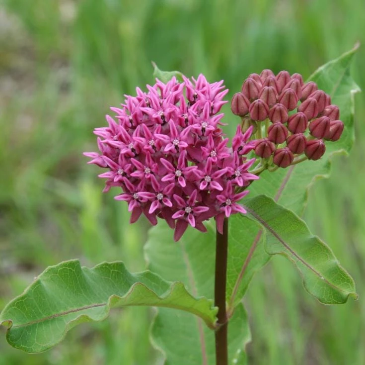 Purple Milkweed Live Plant - 3-8" Tall Asclepias purpurascens - Native Perennial for Monarch Butterflies, Outdoor - Image 4