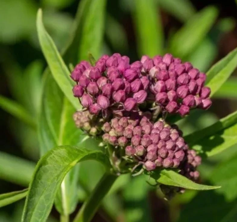 Purple Milkweed Live Plant - 3-8" Tall Asclepias purpurascens - Native Perennial for Monarch Butterflies, Outdoor - Image 5