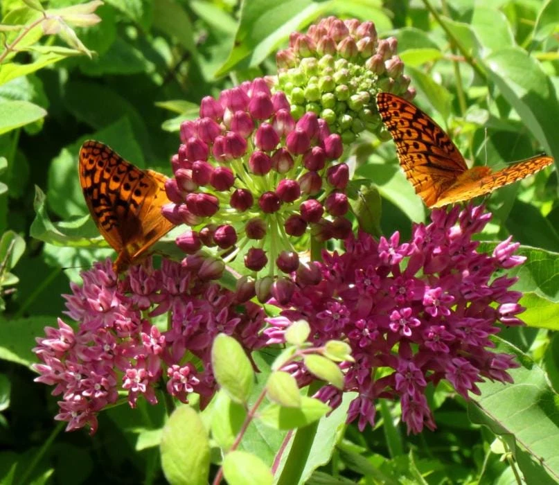 Purple Milkweed Live Plant - 3-8" Tall Asclepias purpurascens - Native Perennial for Monarch Butterflies, Outdoor - Image 6