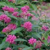 Purple Milkweed Live Plant - 3-8" Tall Asclepias purpurascens - Native Perennial for Monarch Butterflies, Outdoor - Image 1