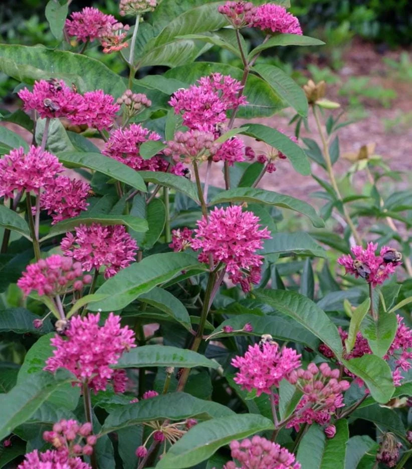 Purple Milkweed Live Plant - 3-8" Tall Asclepias purpurascens - Native Perennial for Monarch Butterflies, Outdoor - Image 1