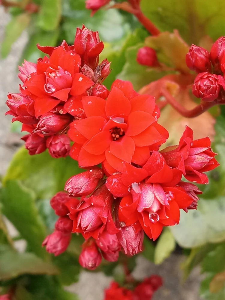 Red Calandiva Kalanchoe Live Plant - Double Blooming Perennial, Flowering, Indoor/Outdoor - Image 1