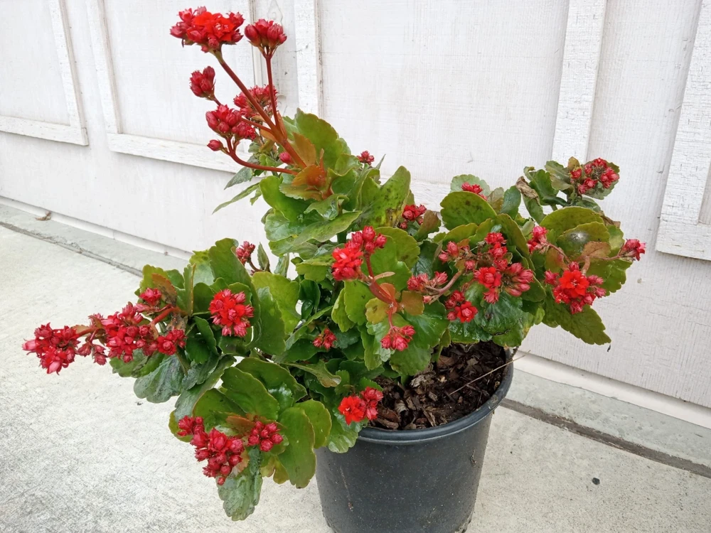 Red Calandiva Kalanchoe Live Plant - Double Blooming Perennial, Flowering, Indoor/Outdoor - Image 2