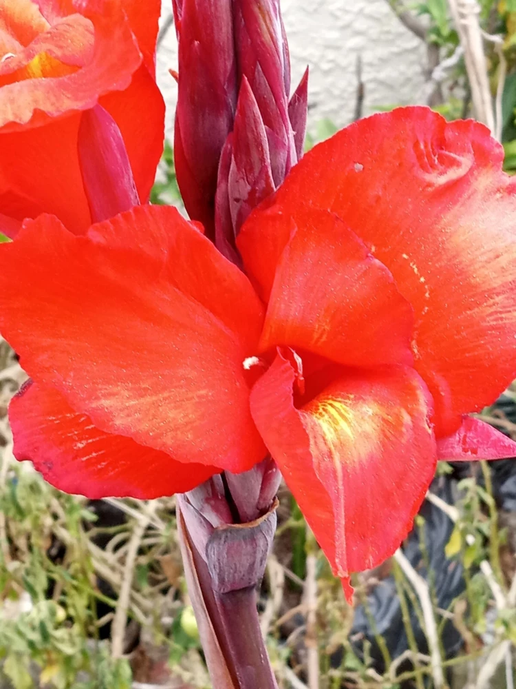 Red Canna Lily Live Plant - Rooted Starter, Large Green Leaf, Outdoor Perennial - Image 2