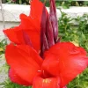 Red Canna Lily Live Plant - Rooted Starter, Large Green Leaf, Outdoor Perennial - Image 1