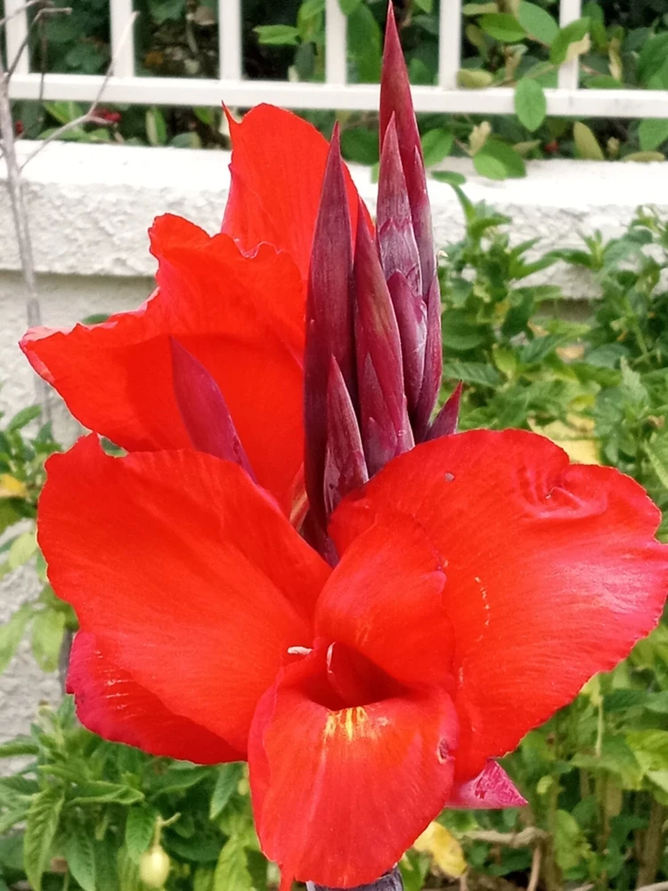 Red Canna Lily Live Plant - Rooted Starter, Large Green Leaf, Outdoor Perennial - Image 1