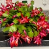 Red Christmas Cactus Live Plant - 3 inch Potted Schlumbergera truncata Indoor - Image 1