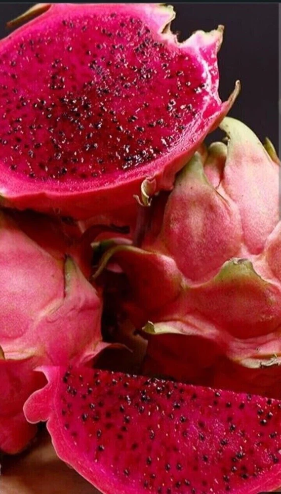 Red Dragon Fruit Pitaya Live Cutting 8"+ - Edible Hylocereus Succulent - Image 2