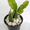 Red Dragon Fruit Pitaya Live Cutting 8"+ - Edible Hylocereus Succulent - Image 1