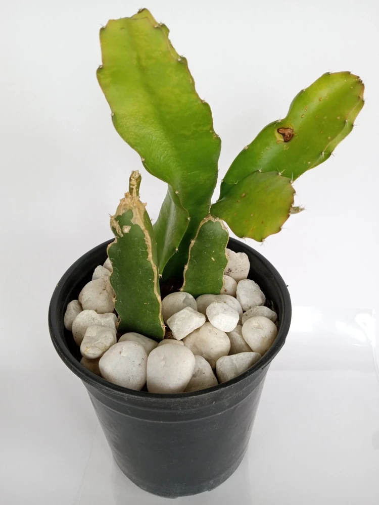 Red Dragon Fruit Pitaya Live Cutting 8"+ - Edible Hylocereus Succulent - Image 1