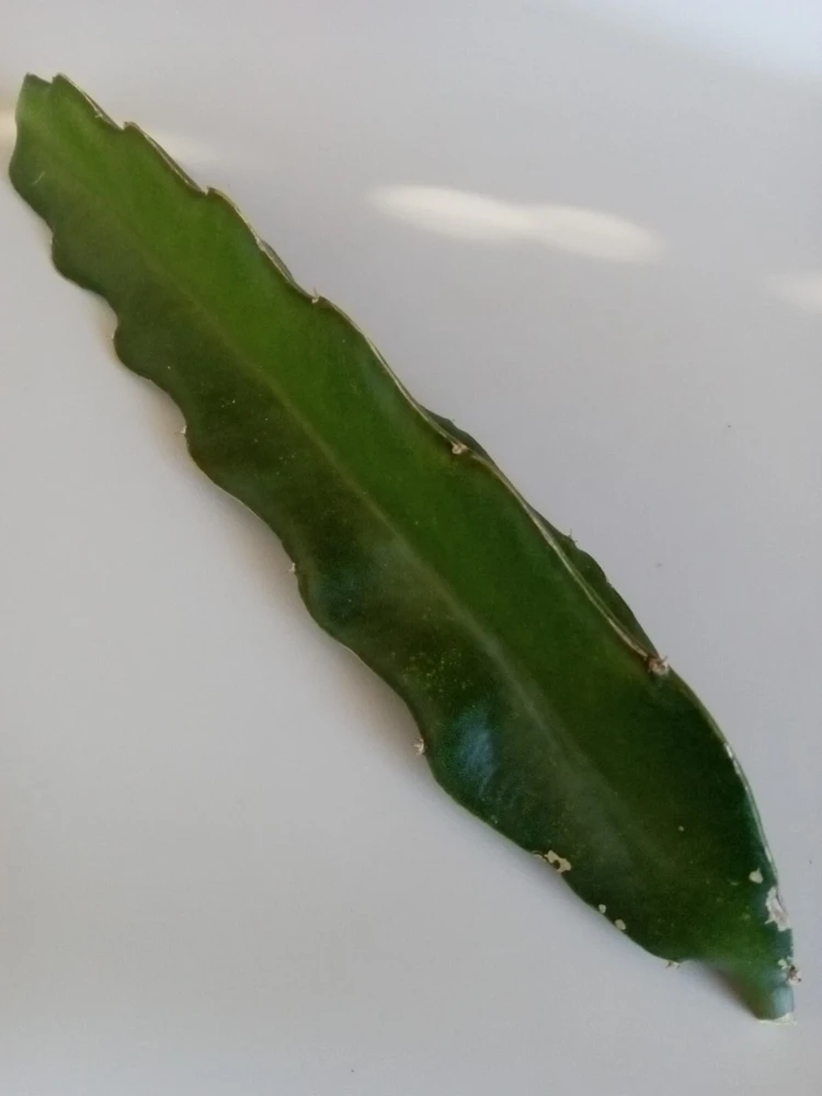 Red Dragon Fruit Pitaya Live Cutting 8"+ - Edible Hylocereus Succulent - Image 4