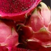Red Flesh Dragon Fruit Cuttings – 3 Live Matured Pitaya Plants 8 inch – Outdoor - Image 1