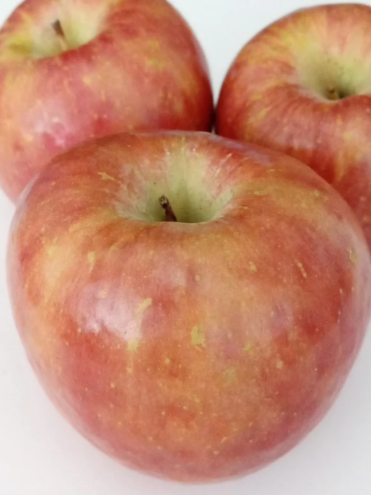 Red Fuji Apple Seeds - 10 Count - Organic Sweet Crispy Fruit Tree Seeds - Image 2
