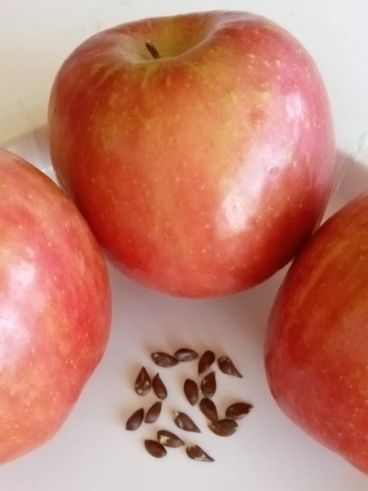 Red Fuji Apple Seeds - 10 Count - Organic Sweet Crispy Fruit Tree Seeds - Image 1
