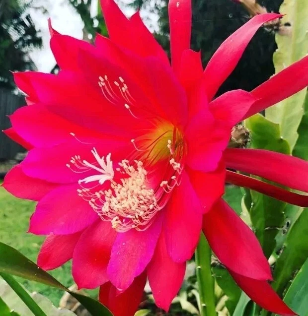 Red German Empress Epiphyllum Cactus Fresh Cutting 6 inch - Indoor/Outdoor Live Plant - Image 2