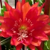 Red German Empress Epiphyllum Cactus Fresh Cutting 6 inch - Indoor/Outdoor Live Plant - Image 1