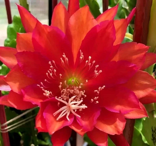 Red German Empress Epiphyllum Cactus Fresh Cutting 6 inch - Indoor/Outdoor Live Plant - Image 1