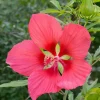Red Texas Star Hibiscus Live Plant - 4-8" Tall Hardy Scarlet Perennial - Image 1