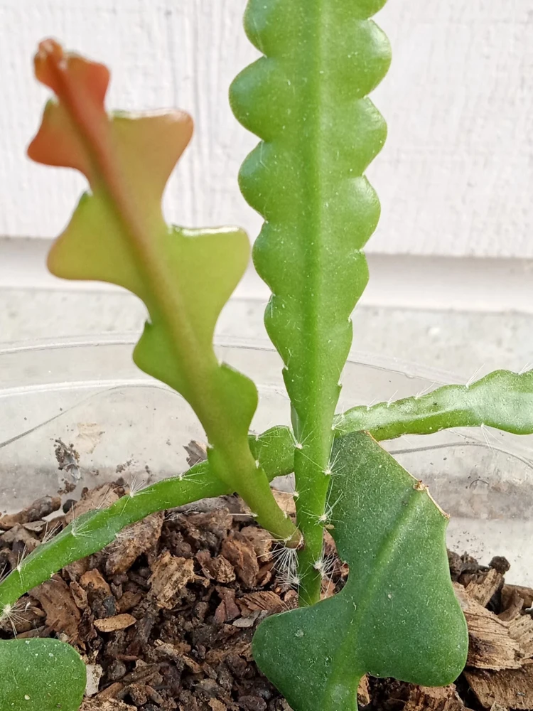 Ric Rac Cactus Live Plant – Epiphyllum Anguliger Rooted – 1 Plant – Indoor/Outdoor - Image 1