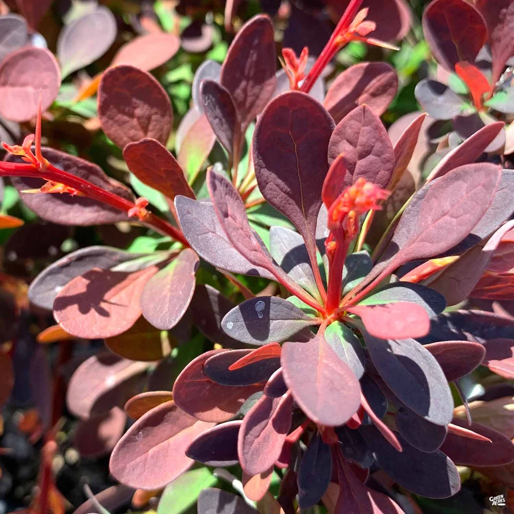Rose glow barberry 3in pot - Image 2