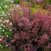 Rose glow barberry 3in pot - Image 1