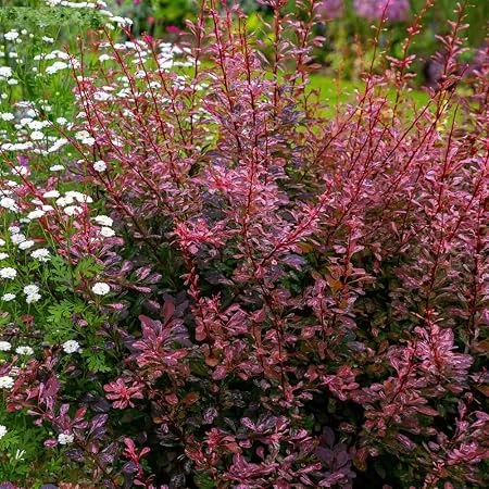 Rose glow barberry 3in pot - Image 1