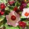 Roselle Hibiscus Live Plant 4-8" Tall - Edible Red Calyx for Tea & Gardens - Image 1