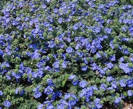 Set of 2 Blue Daze Dwarf Morning Glory Live Plants – 3in Pot – Outdoor - Image 2