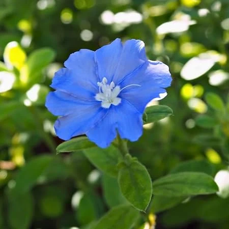 Set of 2 Blue Daze Dwarf Morning Glory Live Plants – 3in Pot – Outdoor - Image 1