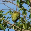 Soursop Live Plant – 6-10 inch Tall – Half Gallon Pot – Tropical Fruit Tree - Image 1