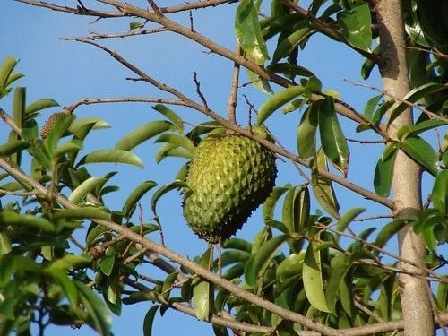 Soursop Live Plant – 6-10 inch Tall – Half Gallon Pot – Tropical Fruit Tree - Image 1