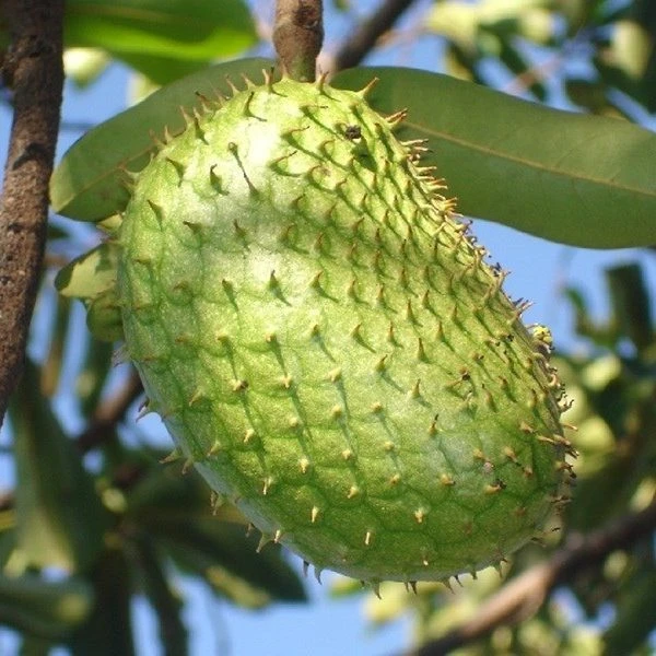Soursop Live Plant – 6-10 inch Tall – Half Gallon Pot – Tropical Fruit Tree - Image 2
