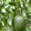 Soursop Live Plant - Annona muricata Tree - 4 inch Pot - Tropical Fruit - Image 1
