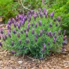 Spanish Lavender Live Plants (Set of 2) - 3-6" Tall - Outdoor Fragrant Flowers - Image 1
