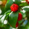 Star Cherry Live Plant – Red Fruit Tree – 18-22 Inches Tall – 1 Gallon Pot - Image 1