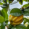 Star Cherry Yellow Live Plant – 18-22 inch Tall – 1 Gallon Pot - Image 1