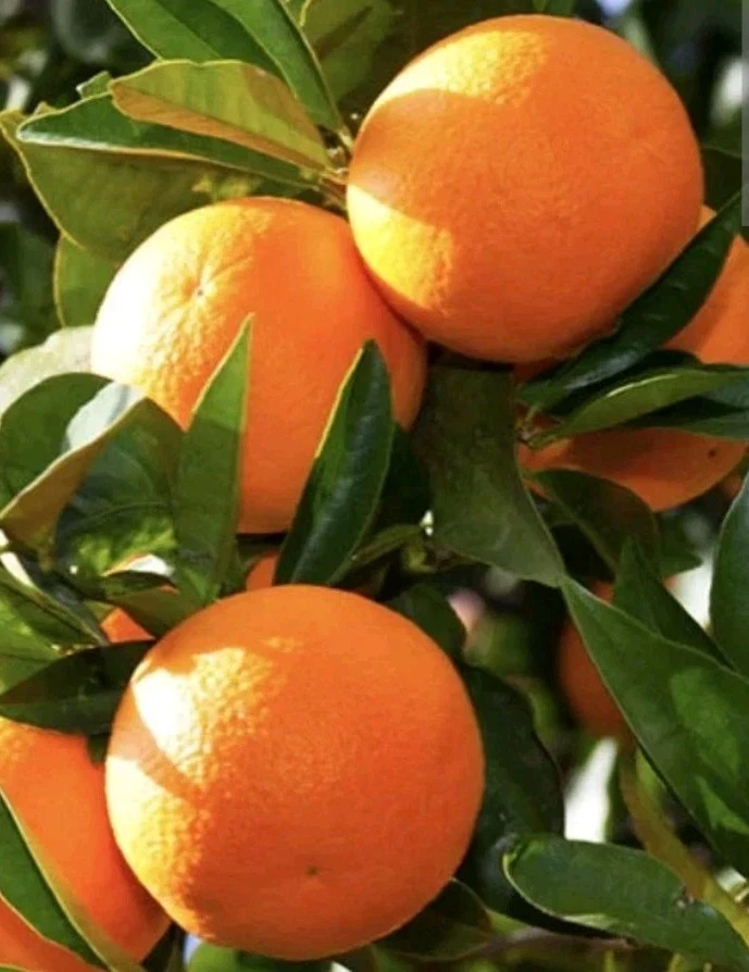 Sweet California Orange Tree Seeds - 5 Seeds Ready to Germinate - Outdoor - Image 1
