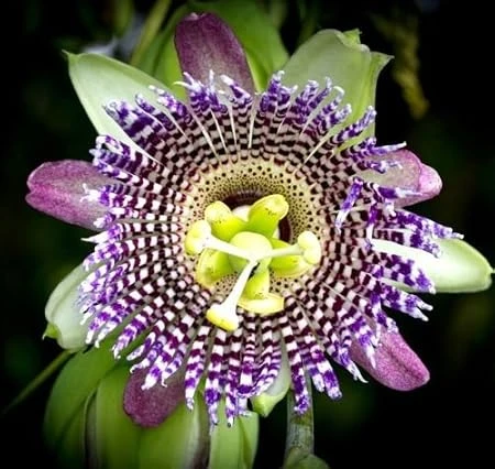 Sweet Granadilla Live Plant 4in Pot - Edible Passion Fruit Vine - Image 2